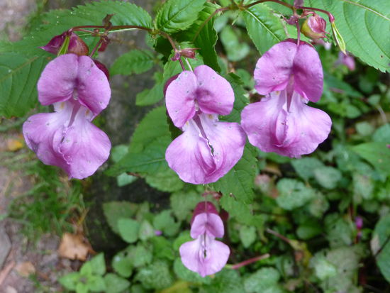 Botanische Schönheiten am Wegesrand