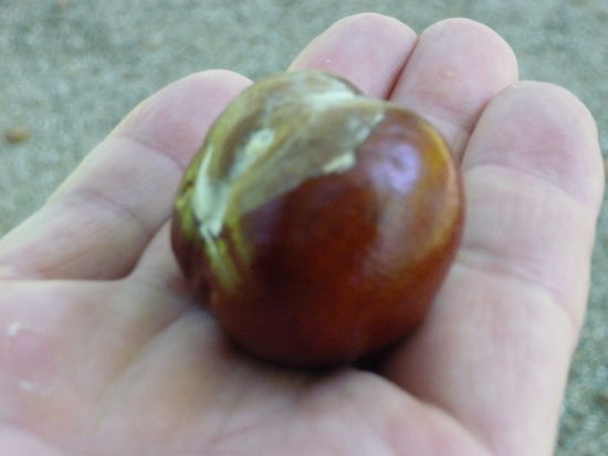 Eine Kastanie in der Jackentasche schützt vor Rheuma 