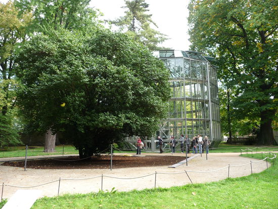 Die Pillnitzer Kamelie samt fahrbarem Schutzhaus im Hintergrund