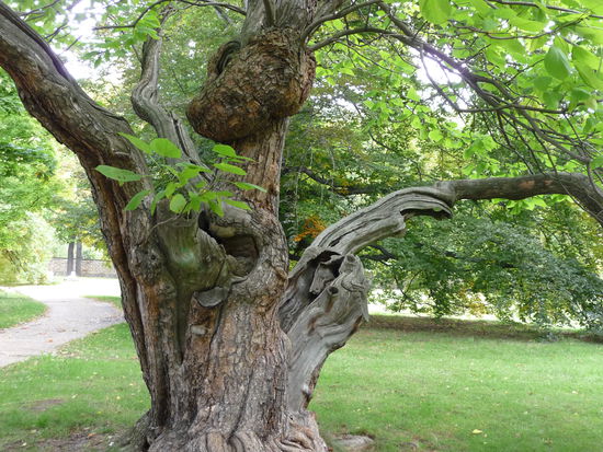 Knorrige Bäume im Park