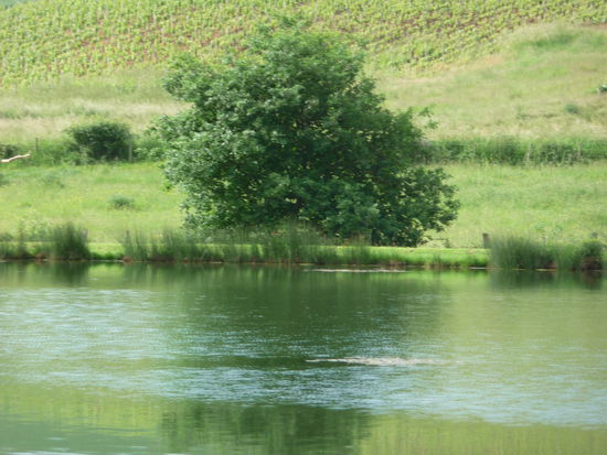 Blick auf den Badesee vom Restaurant aus
