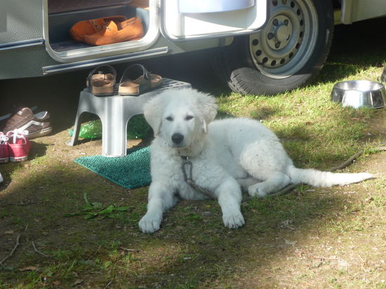 Unser neuestes Familienmitglied "bewacht" schon mal den Wohnwagen