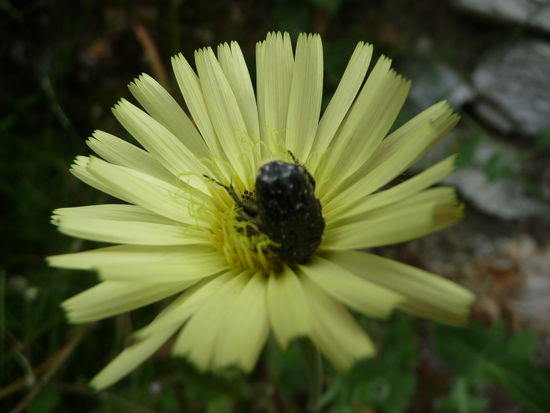 Blüten aus dem Park Valmy