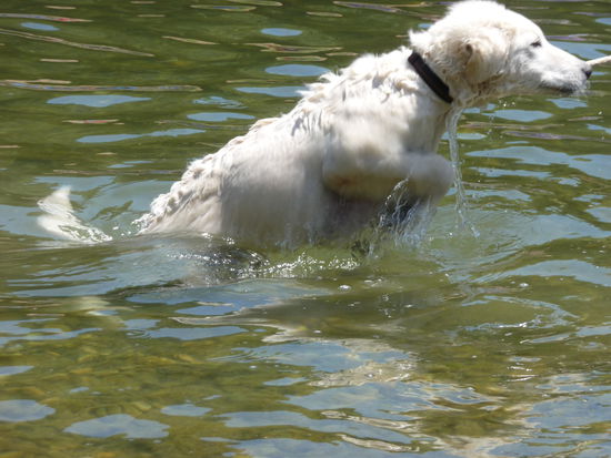 Ein erstes Bad im Gardon am Pont du Gard