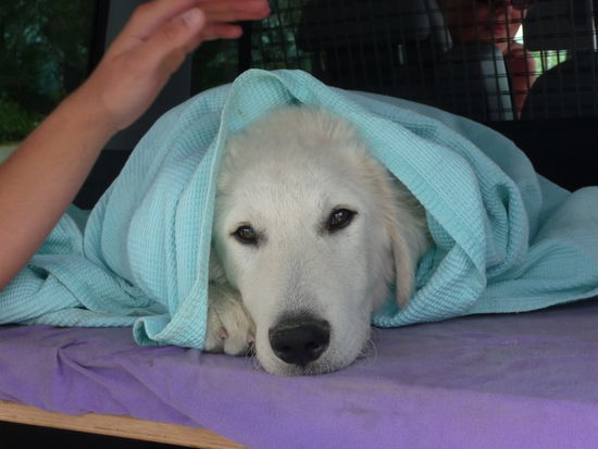 Es riecht nach nasser Hund 