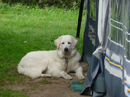 Unser Wachhund im Dienst