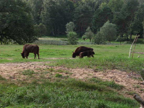 Wisente - die Urform unsere Rindes und nahe Verwandte der nordamerikanischen Bisons