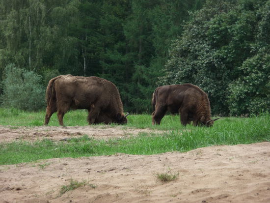 Ein beeindruckendes Gefühl, diesen Riesen so nah zu sein