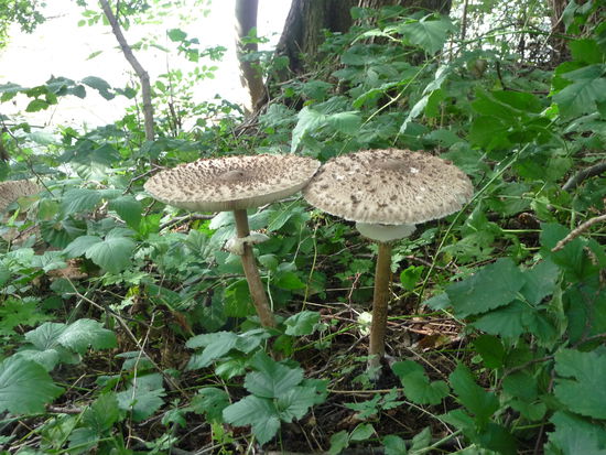 Welcher Pilz wächst denn hier?