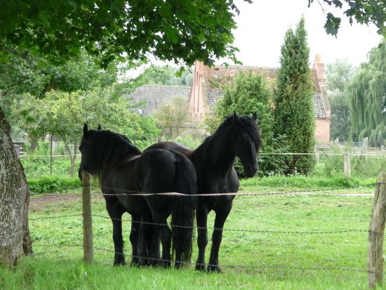 Selbst die edlen Rösser suchen Schutz vor dem Regen unter einem Blätterdach