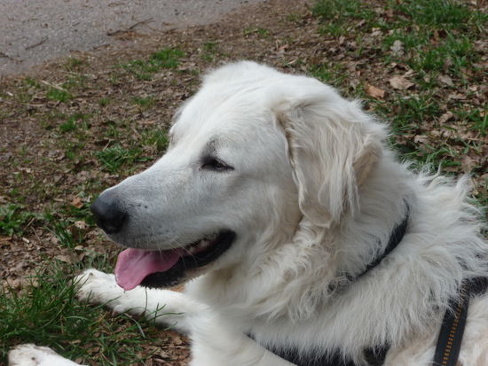 Unser Wachhund im Dienst