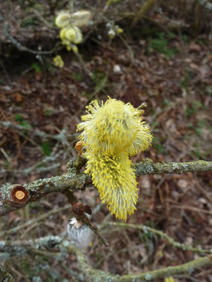 Erste Frühlingsboten am Wegesrand