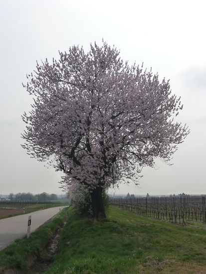 Mandelblüte an der pfälzer Weinstraße