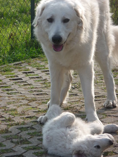 Unser Vierbeiner mit einem Halbgeschwisterchen