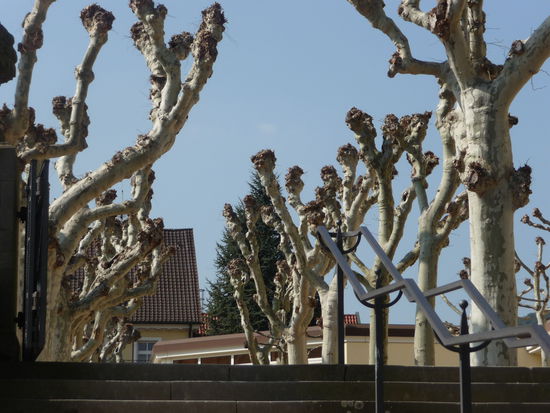 Noch sind die Platanen unbelaubt und lassen die Frühlingssonne genießen