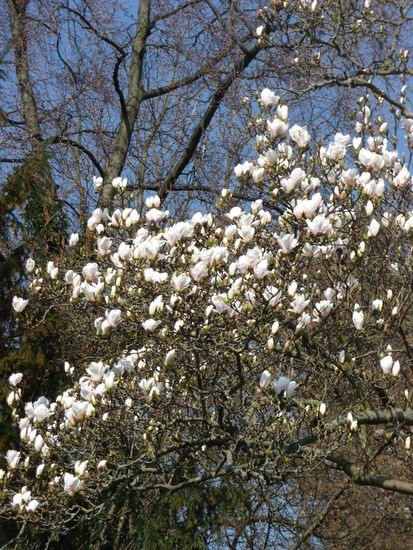 Die Weinstraße im Blütenrausch