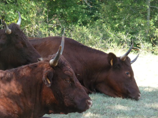 Die typischen Salers-Rinder der Auvergne