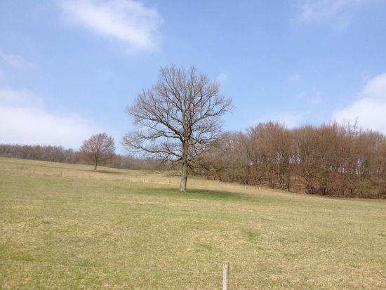 Der Karfreitag punktete mit Sonnenschein und milden Temperaturen. Die Wacholderheiden der Eifel sind jedoch noch eher wintergrau.