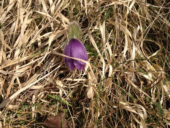 Erste Frühlingsboten bahnen sich ihren Weg