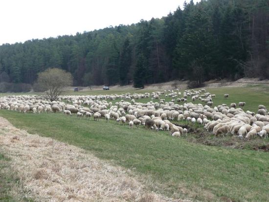 Ein Wanderschäfer im Lampertstal