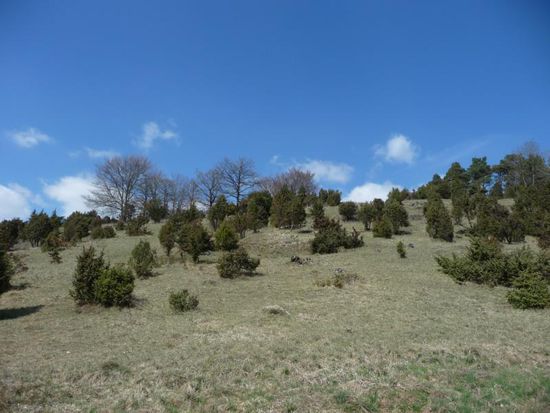 Wachholderheiden - fast wie auf der heimischen, schwäbischen Alb