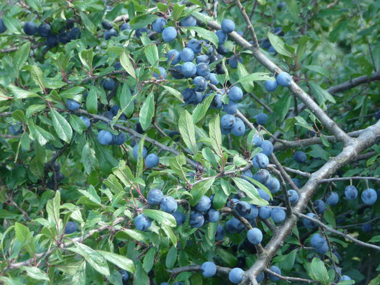 Vorboten des Herbstes - volle Schlehensträucher