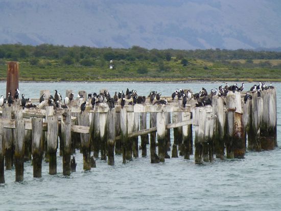 Hafenmole in Puerto Arenas mit vielen, vielen Kormoranen