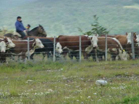 Gauchos bei der Arbeit