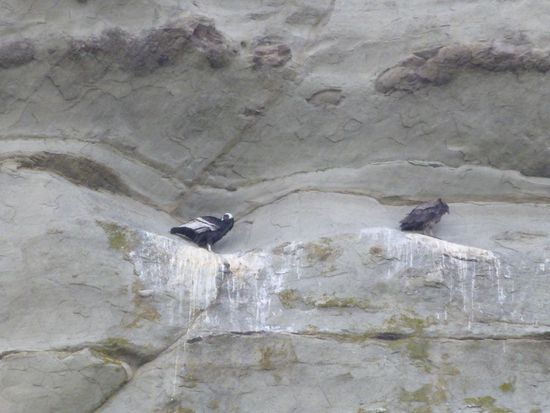 "El Condor pasa" - Eine Kondor-Mutter und ihr Junges