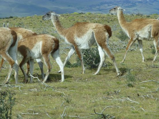 Guanakos sieht man im Park überall