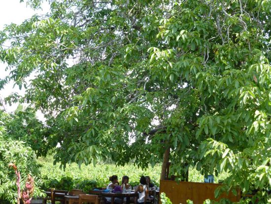 Unter schattigen Walnussbäumen lässt es sich gut aushalten