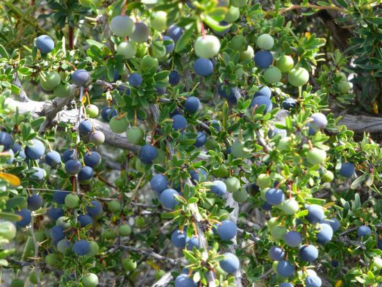 Die Calafate-Beere: wer eine davon ißt, kommt wieder nach Patagonien 