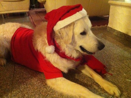 Unser Vierbeiner, den ich leider zuhause lassen muss und den ich bestimmt in den drei Wochen sehr vermissen werde.