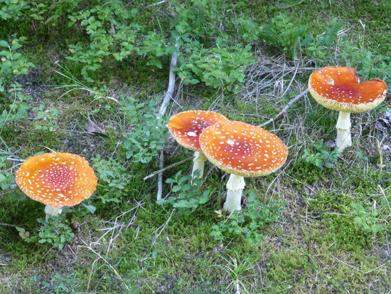 Für den Pilzreichtum sind die Wälder in der Oberpfalz und Böhmen bekannt. Wohl dem, der sich in der Botanik auskennt