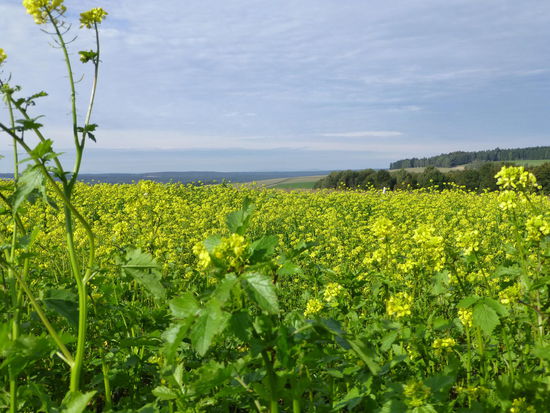 Ideale Bedingungen für eine kleine Wanderung im Grenzgebiet Deutschland-Tschechien