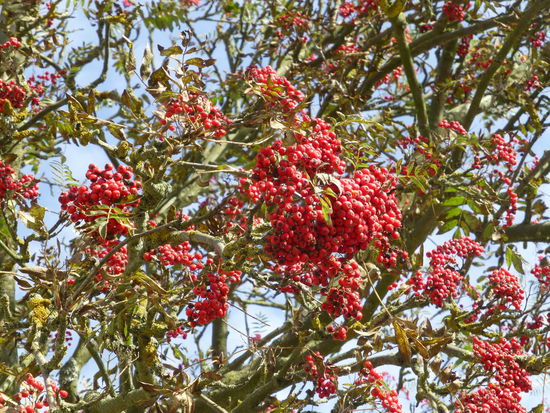 Kein Zweifel - der Herbst naht