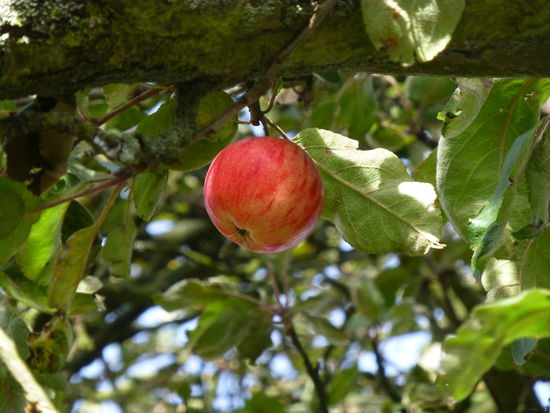 Der letzte Apfel am Baum ist meiner