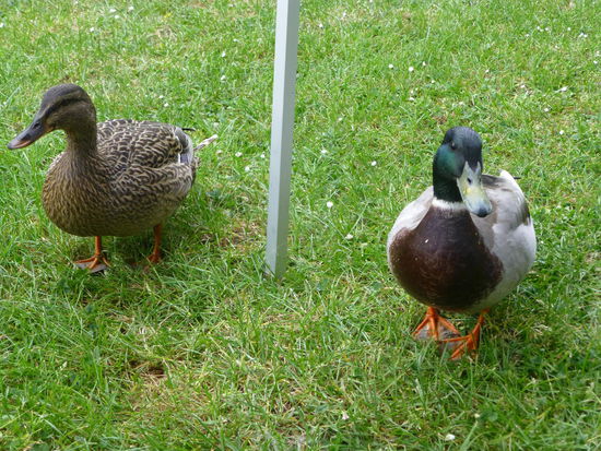 Emma und George auf Beutejagd 