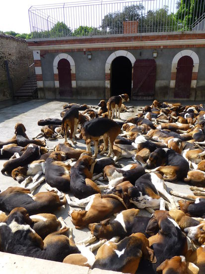 Die Hundemeute liegt morgens dösend in der Sonne......
