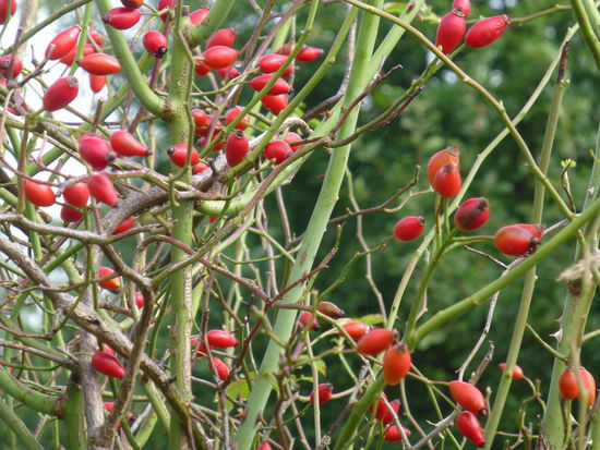 Vorboten des nahen Herbstes