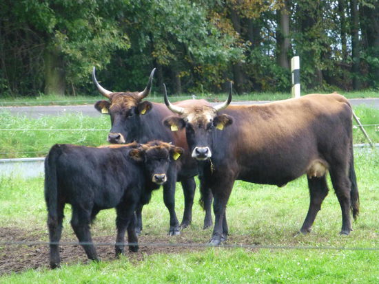 Wasserbüffel, Aueroxen und Co. fühlen sich in dieser urzeitlichen Landschaft pudelwohl