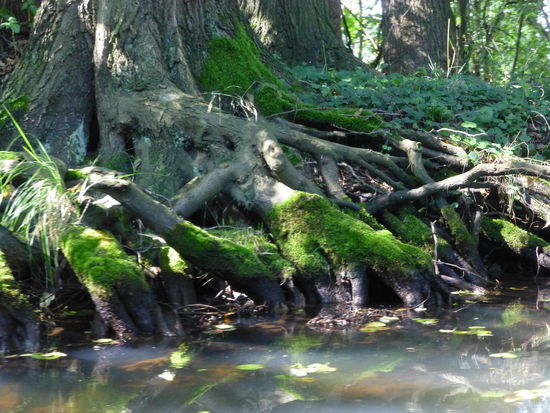 Fast wie in einem Märchenwald haben die Bäume hier skurrile Wurzeln und Formen.