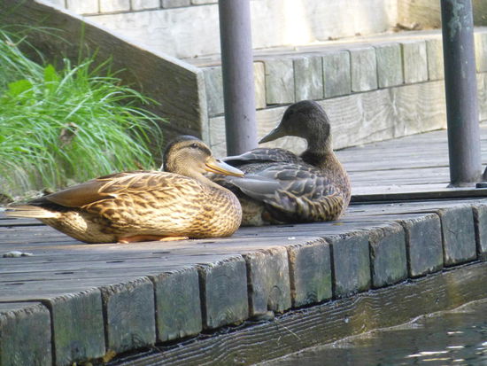 Zaungäste an der Schleuse 