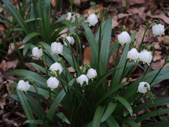 Die Märzenbecher stehen in voller Blüte 