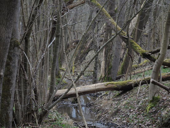 Fast schon mystisch und unheimlich - hier soll wieder ein mitteleuropäischer Urwald entstehen