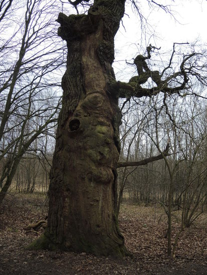 Knorrige, alte Baumgesellen. Mit etwas Phantasie kann man hier sogar ein Gesicht erkennen 