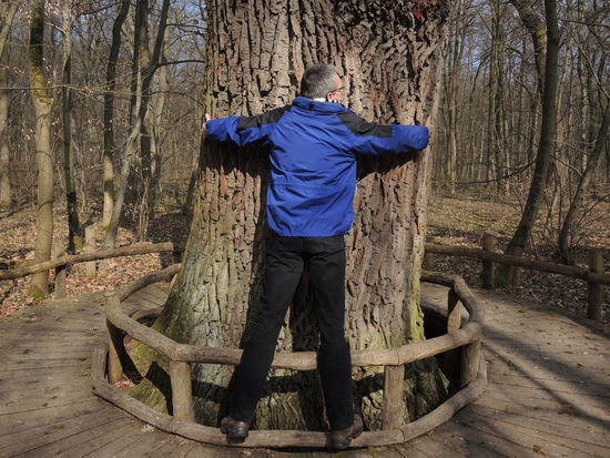 Bäume messen im Urwald
