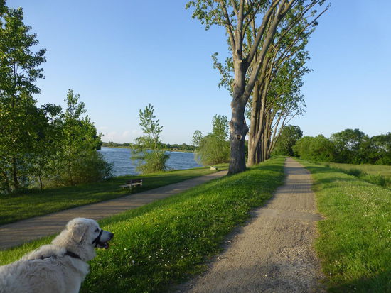 Unser Vierbeiner genießt den abendlichen Spaziergang am Ufer der Saône