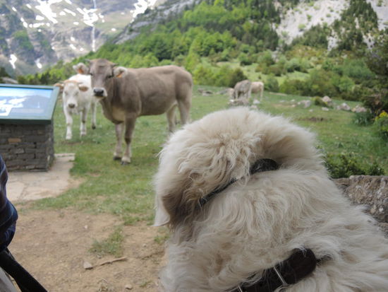 Aber schon bald nähern sich die Rindviecher neugierig. Wann ist die Toleranzgrenze überschritten????