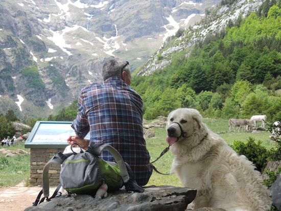 Gewonnen! Die Kühe sind erfolgreich in die Flucht geschlagen 